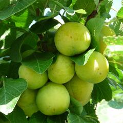 Renklóda - raná 'Ontario' - Prunus domestica 'Ontario'