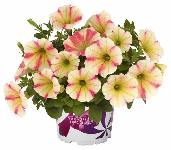 Petúnie 'Peppy Sunset' - Petunia hybrida 'Peppy Sunset'