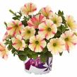Petúnie 'Peppy Sunset' - Petunia hybrida 'Peppy Sunset'