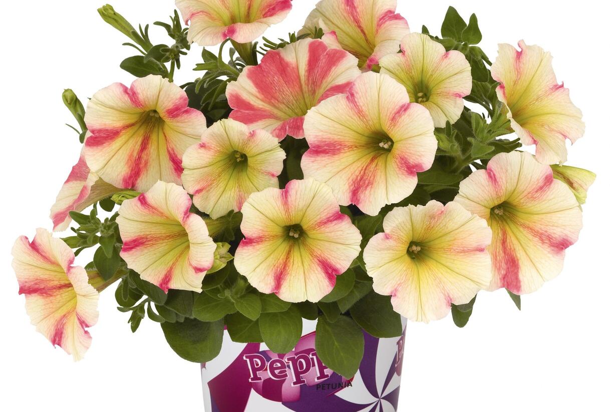 Petúnie 'Peppy Sunset' - Petunia hybrida 'Peppy Sunset'