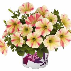 Petúnie 'Peppy Sunset' - Petunia hybrida 'Peppy Sunset'