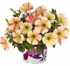 Petúnie 'Peppy Sunset' - Petunia hybrida 'Peppy Sunset'