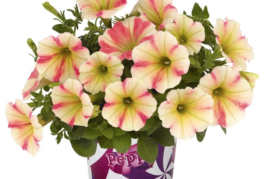 Petúnie 'Peppy Sunset' - Petunia hybrida 'Peppy Sunset'