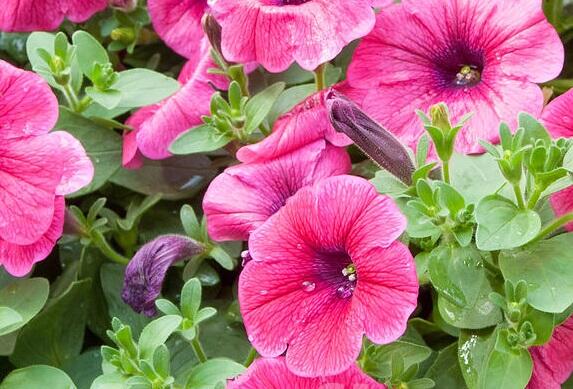 Petúnie 'Sweet Pleasure Hot Pink' - Petunia hybrida 'Sweet Pleasure Hot Pink'