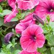 Petúnie 'Sweet Pleasure Hot Pink' - Petunia hybrida 'Sweet Pleasure Hot Pink'