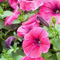 Petúnie 'Sweet Pleasure Hot Pink' - Petunia hybrida 'Sweet Pleasure Hot Pink'