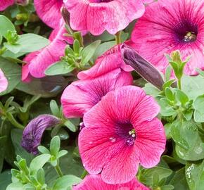 Petúnie 'Sweet Pleasure Hot Pink' - Petunia hybrida 'Sweet Pleasure Hot Pink'