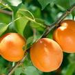 Meruňka středně raná 'Tros Oranje' - Prunus armeniaca 'Tros Oranje'