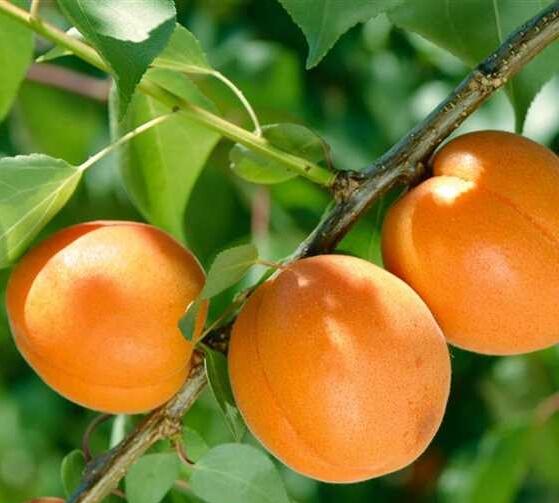 Meruňka středně raná 'Tros Oranje' - Prunus armeniaca 'Tros Oranje'