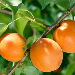 Meruňka středně raná 'Tros Oranje' - Prunus armeniaca 'Tros Oranje'