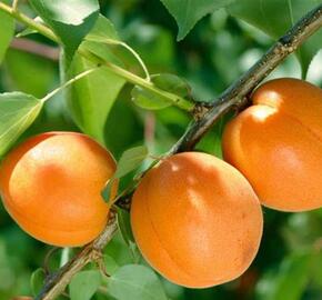 Meruňka středně raná 'Tros Oranje'