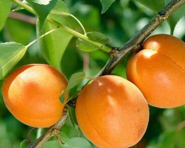 Meruňka středně raná 'Tros Oranje'