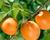 Meruňka středně raná 'Tros Oranje'