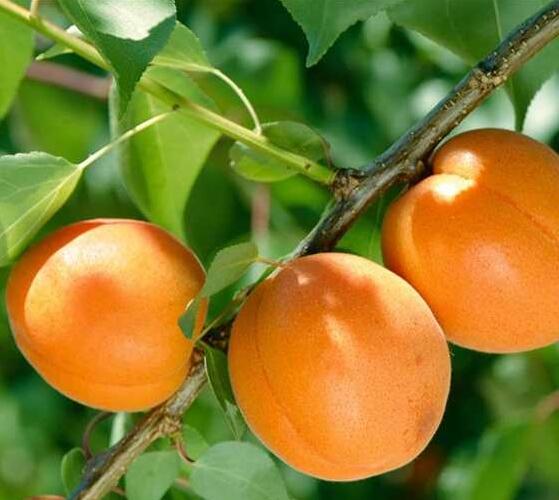 Meruňka středně raná 'Tros Oranje' - Prunus armeniaca 'Tros Oranje'