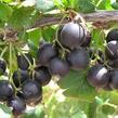 Josta 'Jostabes' - Ribes 'Jostabes'