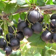 Josta 'Jostabes' - Ribes 'Jostabes'