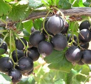 Josta 'Jostabes' - Ribes 'Jostabes'