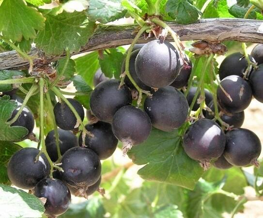 Josta - Ribes nidigrolaria 'Josta'