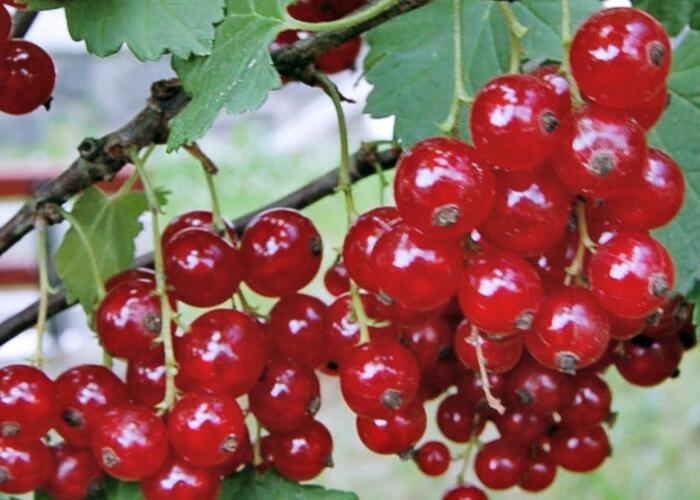 Rybíz červený 'Rubigo' - Ribes rubrum 'Rubigo'