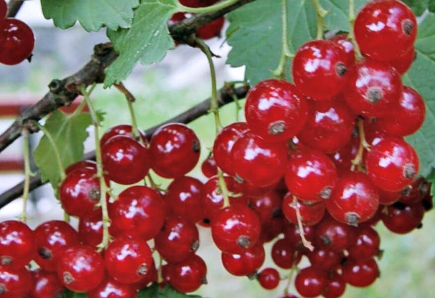 Rybíz červený 'Rubigo' - Ribes rubrum 'Rubigo'