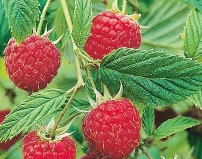 Maliník remontantní 'Himbo Top' - Rubus idaeus 'Himbo Top'