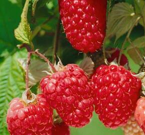 Maliník remontantní 'Himbo Top' - Rubus idaeus 'Himbo Top'