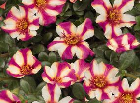 Šrucha 'Cupcake Purple Touch' - Portulaca umbraticola 'Cupcake Purple Touch'