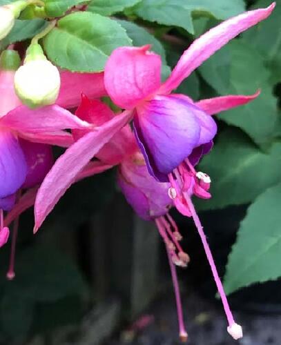 Fuchsie, čílko 'Jollies Trailing Belfort' - Fuchsia hybrida 'Jollies Trailing Belfort'