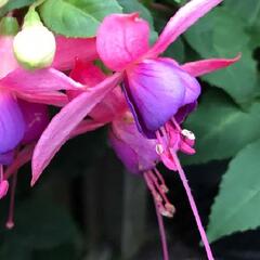 Fuchsie, čílko 'Jollies Trailing Belfort' - Fuchsia hybrida 'Jollies Trailing Belfort'