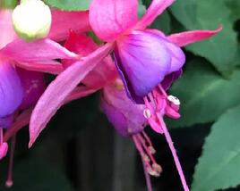 Fuchsie, čílko 'Jollies Trailing Belfort'