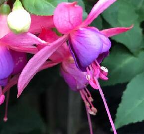 Fuchsie, čílko 'Jollies Trailing Belfort' - Fuchsia hybrida 'Jollies Trailing Belfort'