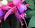Fuchsie, čílko 'Jollies Trailing Belfort'