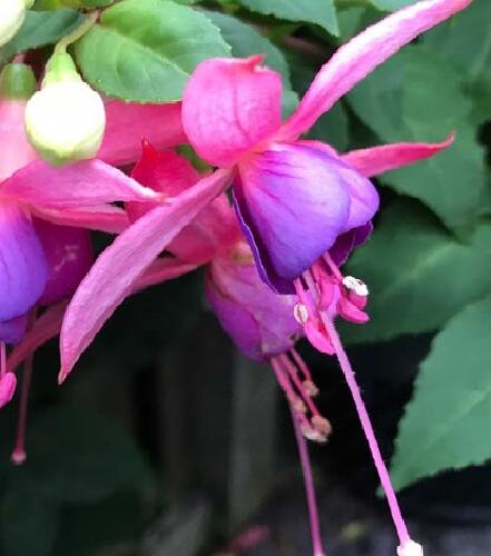 Čílko, fuchsie 'Jollies Trailing Belfort' - Fuchsia hybrida 'Jollies Trailing Belfort'