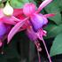 cilko-fuchsie-jollies-trailing-belfort.jpg