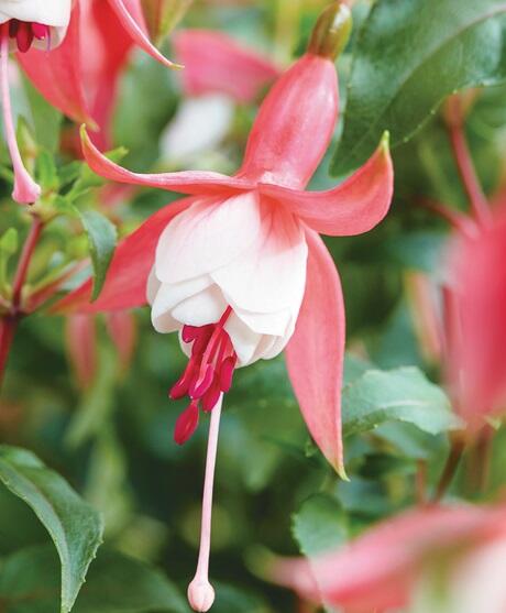 Fuchsie, čílko 'Patio Princess' - Fuchsia hybrida 'Patio Princess'