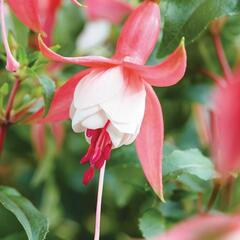 Fuchsie, čílko 'Patio Princess' - Fuchsia hybrida 'Patio Princess'