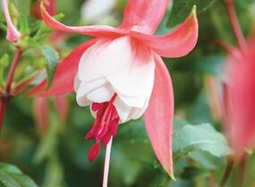 Fuchsie, čílko 'Patio Princess' - Fuchsia hybrida 'Patio Princess'