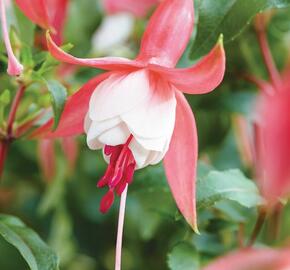 Fuchsie, čílko 'Patio Princess' - Fuchsia hybrida 'Patio Princess'