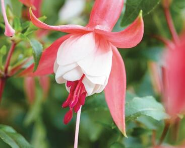 Fuchsie, čílko 'Patio Princess'