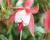 Fuchsie, čílko 'Patio Princess'