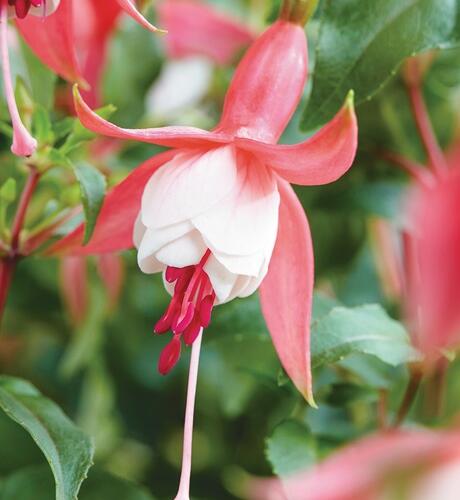 Čílko, fuchsie 'Patio Princess' - Fuchsia hybrida 'Patio Princess'