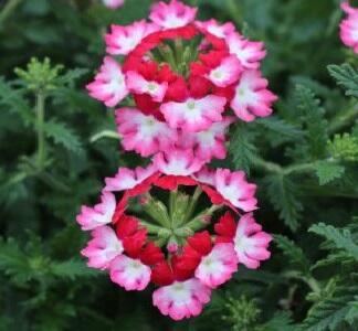 Verbena, sporýš 'Vectura Red Wing' - Verbena 'Vectura Red Wing'
