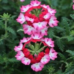 Verbena, sporýš 'Vectura Red Wing' - Verbena 'Vectura Red Wing'