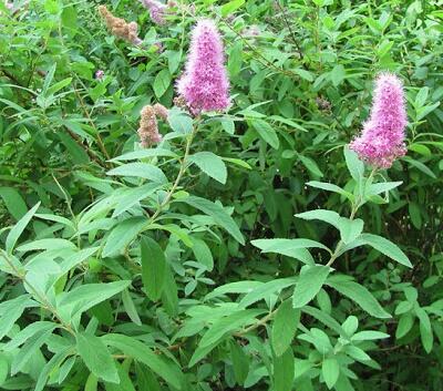 Tavolník vrbolistý - Spiraea salicifolia