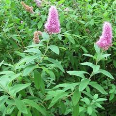 Tavolník vrbolistý - Spiraea salicifolia