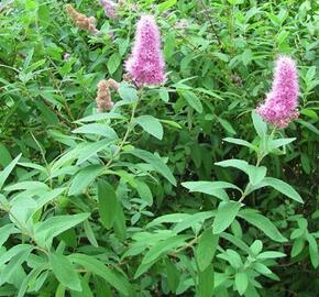 Tavolník vrbolistý - Spiraea salicifolia