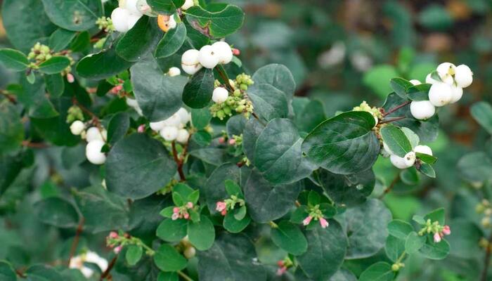 Pámelník 'Arvid' - Symphoricarpos 'Arvid'