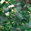 Pámelník 'Arvid' - Symphoricarpos 'Arvid'