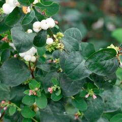 Pámelník 'Arvid' - Symphoricarpos 'Arvid'