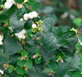 Pámelník 'Arvid' - Symphoricarpos 'Arvid'